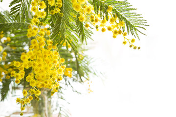 Yellow fresh spring bouquet of mimosa on a white background in the background light. Spring, Easter, Women's Day, March 8.