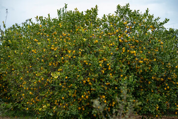 Fototapeta na wymiar Ripe lemons on tree 