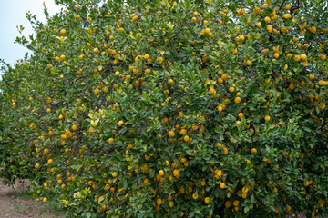 Ripe lemons on tree 