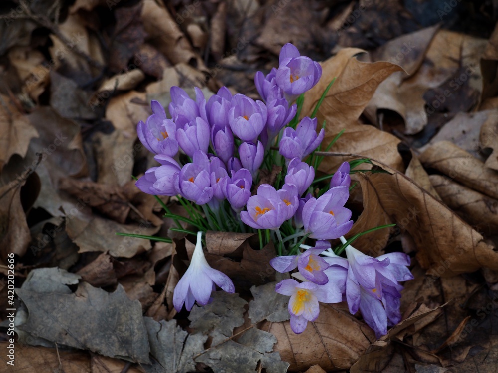 Sticker Spring Crocus 