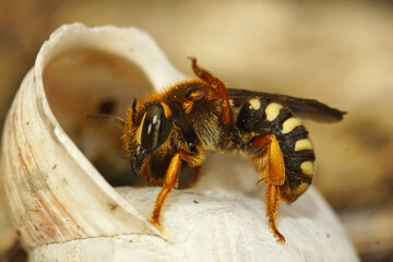 Closeup of a female carder bee, Rhodanthidium septemdentatum inspecting a shell of snail to lay her eggs