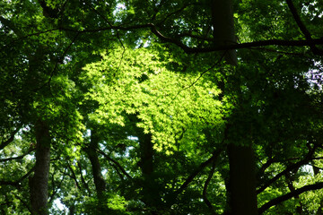 Fototapeta premium 真夏日、森林公園内の新緑にい覆われた癒される自然風景