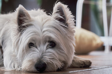 Portrait of the West Highland White Terrier on the floor.
