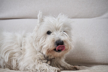 Portrait of the West Highland White Terrier with tongue out on a grey couch.