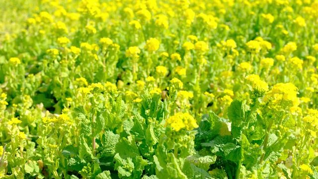 春の訪れ、風に揺れる菜の花