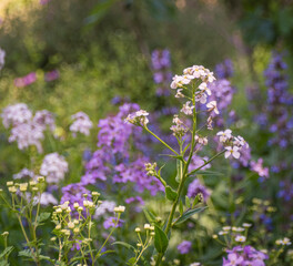 Blumen. Feigen