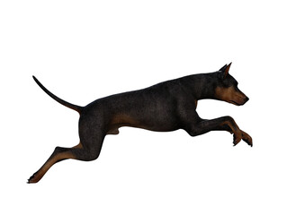Doberman Pinscher dog on isolated white background showing various poses. Rendered for working with collages in photo editing programs. 3d rendering, 3d illustrations.