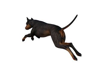 Doberman Pinscher dog on isolated white background showing various poses. Rendered for working with collages in photo editing programs. 3d rendering, 3d illustrations.
