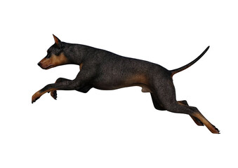 Doberman Pinscher dog on isolated white background showing various poses. Rendered for working with collages in photo editing programs. 3d rendering, 3d illustrations.
