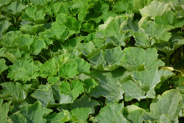 自然に自生した青々としたふきの葉っぱ