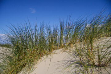 Helmgras op nederlandse duinen op het strand.