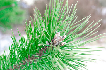 Green pine branch close up. Defocused blured.