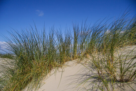 Helmgras op nederlandse duinen op het strand. © Peter