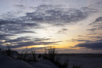Fototapeta na wymiar Helmgras op nederlandse duinen op het strand.