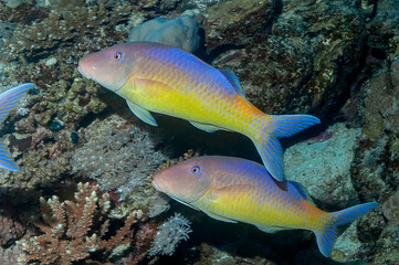Two bright Goatfish float above the coral.