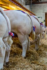 agricultural show of feurs, meat market
