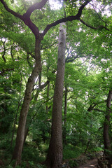 Fototapeta premium 真夏日、森林公園内の新緑にい覆われた癒される自然風景