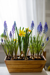 Blooming fresh muscari or grape hyacinth