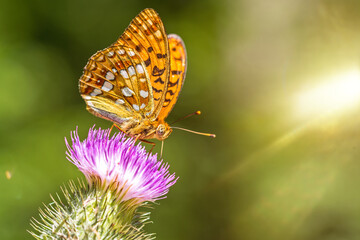 Closeup macro shot of a beautiful colourful Dark Green Fritillary butterfly on a thistle flower with scenic sun rays