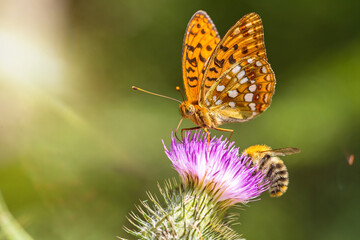 Closeup macro shot of a beautiful colourful Dark Green Fritillary butterfly and bee on a thistle...