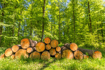Pile of freshly cut logs in the forest in spring with green foliage