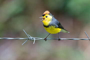 Yellow and red songbird Collared Redstart, Myioborus torquatus, sitting on the big leave in Savegre, Costa Rica