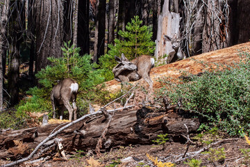 Herd of young deer on a Sequoia