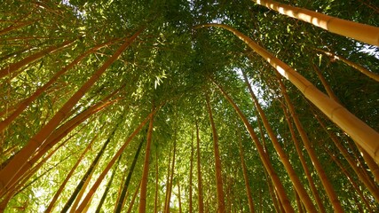 Fototapeta na wymiar Bamboo forest, exotic asian tropical atmosphere. Green trees in meditative feng shui zen garden. Quiet calm grove, morning harmony freshness in thicket. Japanese or chinese natural oriental aesthetic.