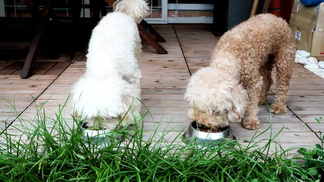 Two cute poodle dogs eating feeding barf raw meat meal from bowl