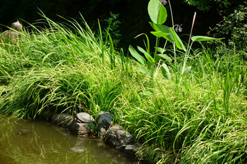 真夏日、森林公園内の緑に囲まれた池の湖畔風景