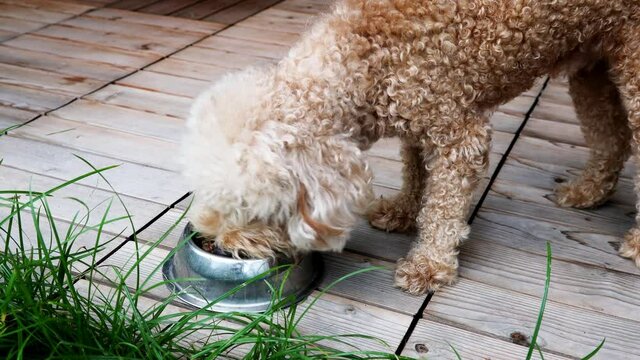 Cute poodle dogs eating feeding barf raw meat meal from bowl