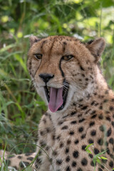 African cheetah, Masai Mara National Park, Kenya, Africa. Cat in nature habitat. Greeting of cats