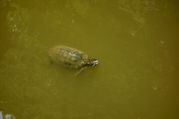 沼池の中で悠々自適に漂う癒される泥ガメ
