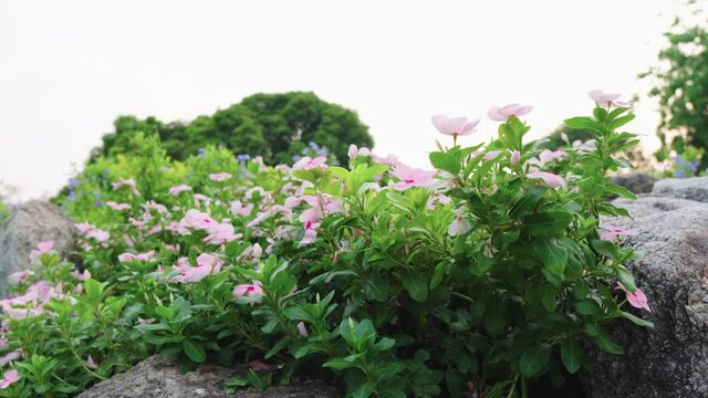 Pink vinca flowers in the garden in Thailand(Madagascar periwinkle, Vinca,Old maid, Cayenne jasmine, Rose periwinkle 4K