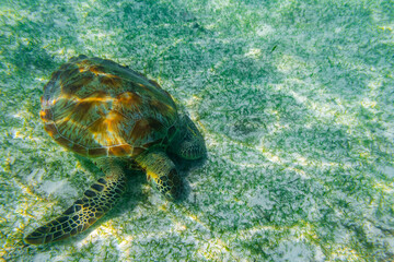 Green sea turtle at the maldives seen while diving and snorkeling underwater with the great turtle animal