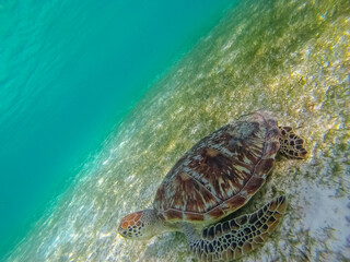 Green sea turtle at the maldives seen while diving and snorkeling underwater with the great turtle animal