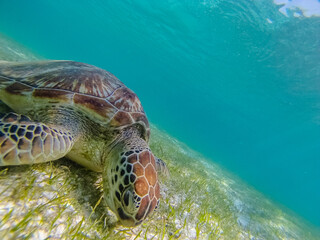 Green sea turtle at the maldives seen while diving and snorkeling underwater with the great turtle animal