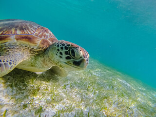 Obraz premium Green sea turtle at the maldives seen while diving and snorkeling underwater with the great turtle animal