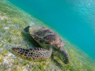 Green sea turtle at the maldives seen while diving and snorkeling underwater with the great turtle animal