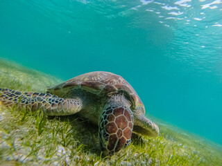 Obraz premium Green sea turtle at the maldives seen while diving and snorkeling underwater with the great turtle animal