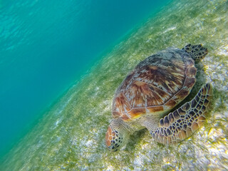 Green sea turtle at the maldives seen while diving and snorkeling underwater with the great turtle animal