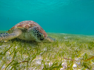 Green sea turtle at the maldives seen while diving and snorkeling underwater with the great turtle animal