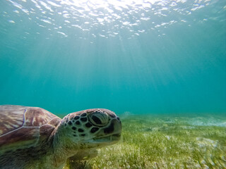 Fototapeta premium Green sea turtle at the maldives seen while diving and snorkeling underwater with the great turtle animal