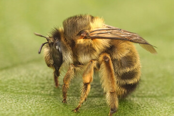Closeup of a fluffy French digger bee, Anthophora biciliata in Gard, France