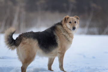 dog in snow