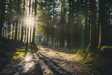 Leaves in the fall with sunlight and sunrays in the autumn in the bavarian forest