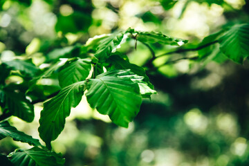 Sonnenstrahlen und Blätter