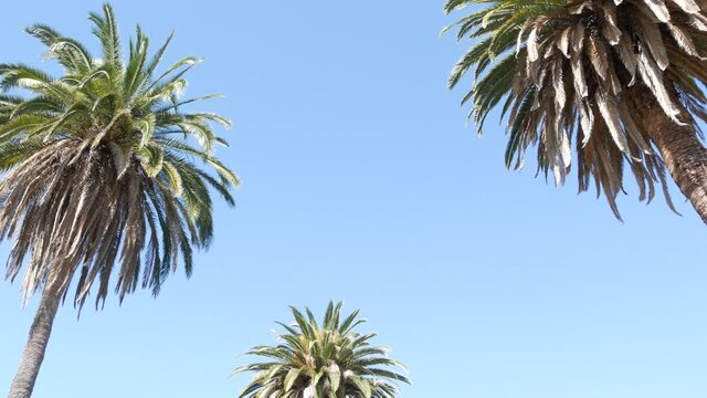 Palms in Los Angeles, California, USA. Summertime aesthetic of Santa Monica and Venice Beach on Pacific ocean. Clear blue sky and iconic palm trees. Atmosphere of Beverly Hills in Hollywood. LA vibes.