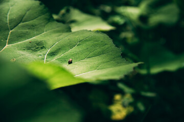 snail on leaf