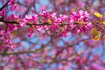 The spring blooms of the Royal Raindrops. The tree has vibrant, magenta flowers, and they completely take over the entirety of the crabapple’s branches creating a pink cloud atop the trunk.